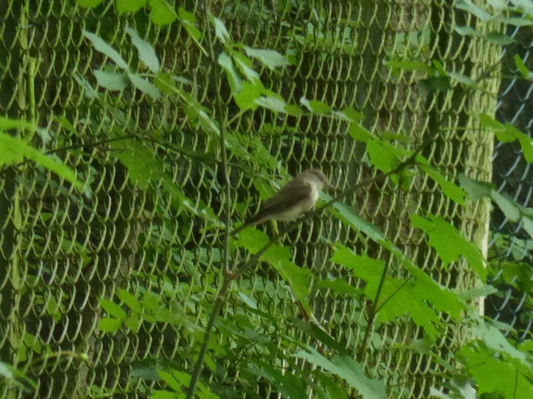 Wat is dit voor een vogel